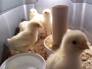 Chicks 3